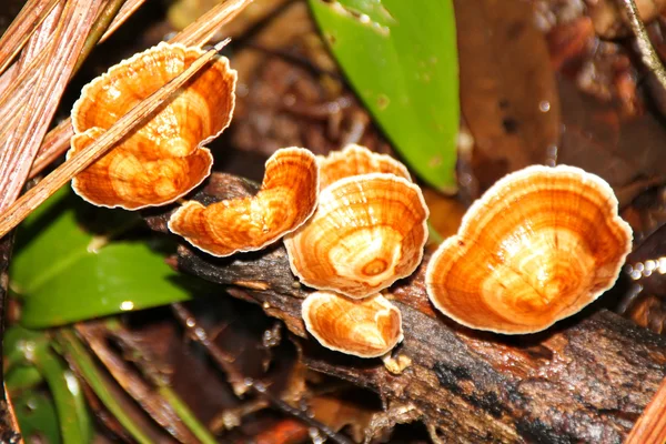 Yabani mantar, Bako Milli Parkı, Borneo, Malezya — Stok fotoğraf