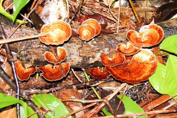 Wild mushrooms, Bako National Park, Borneo, Malaysia 
