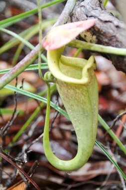 İbrik otu Malezya bulundu