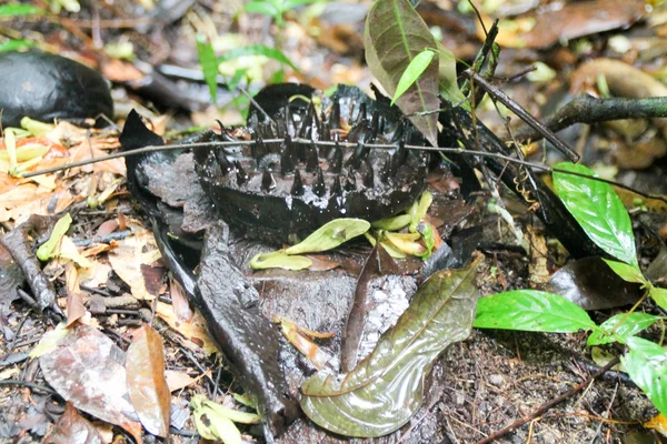 Άνθος νεκρής Ραβοσίας στο Γκάνγκ Γκινγκ, Βόρνεο, Μαλαισία — Φωτογραφία Αρχείου