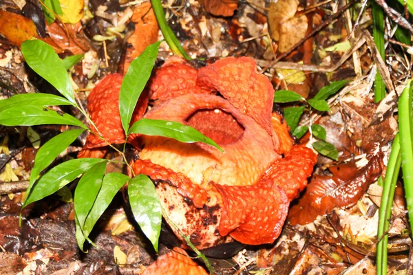 Flor de Rafflesia em Gunung Gading, Bornéu, Malásia — Fotografia de Stock