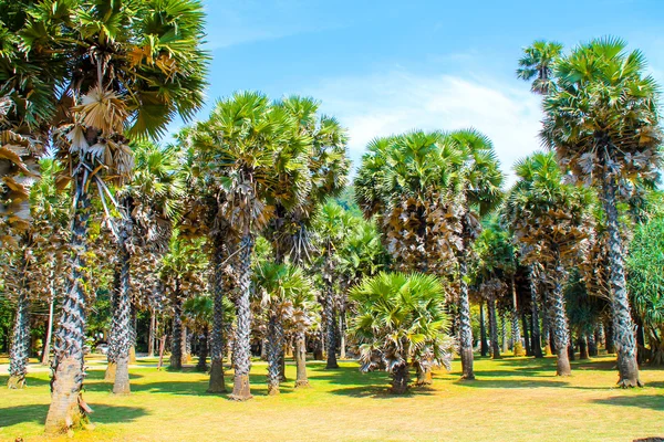 Palmiye ağaçları Milli Park, Koh Lanta, Thailand — Stok fotoğraf