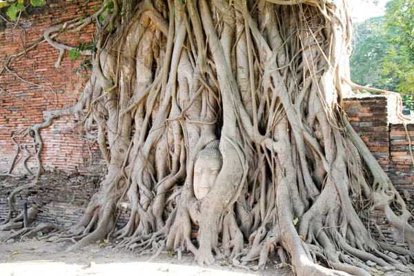 Buda'nın kafasından Ağaç kökleri, Wat Mahathat, Ayutthaya, Tayland