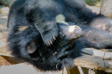 Asya güneş ayı gölgede rahatlatıcı