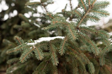 Soğuk mevsimde ladin dallarındaki kar ve iğnelerin dokusu