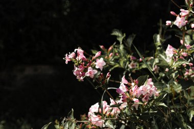 Çiçek açan süs çiçeği çalılarının bir dalı Pembe çiçek kümeleriyle bulanık bir bahçe arka planına karşı