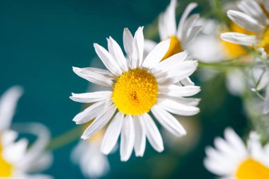 Yumuşak odak, makro fotoğraf, mavi arka planda tıbbi papatya çayı.