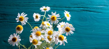 Mavi ahşap arka planda küçük bir buket tıbbi papatya çayı.