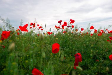 Vahşi kırmızı gelincik çiçekleri. Büyük gelincik tarlası, güzel çiçekler..