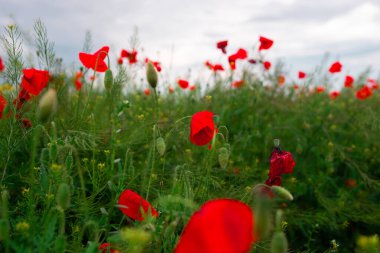 Vahşi kırmızı gelincik çiçekleri. Büyük gelincik tarlası, güzel çiçekler..