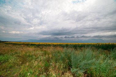 Ayçiçekleriyle dolu bir tarlanın üzerinde fırtına bulutları. Yağmurlu yaz havası.