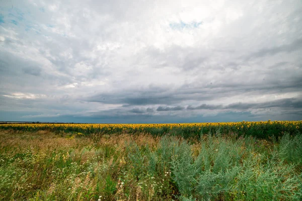 storm clouds over a field with sunflowers. rainy summer weather.