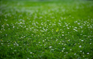 Tiny White Daisies on Lush Green Grass - Spring Meadow Macro Background.