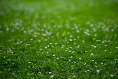 Tiny White Daisies on Lush Green Grass - Spring Meadow Macro Background.