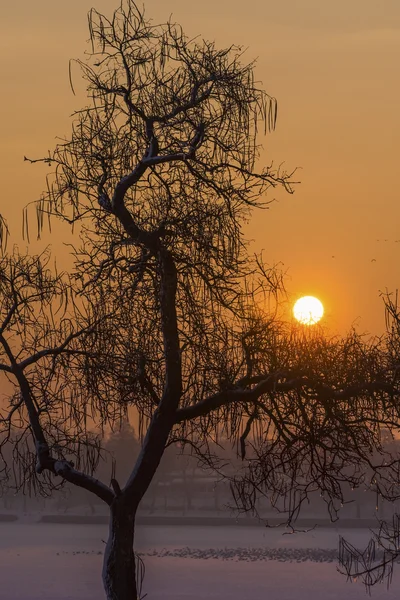 Nascer do sol de manhã dourado sobre a árvore na temporada de inverno — Fotografia de Stock