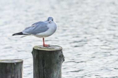 Martı ayakta ahşap yayında