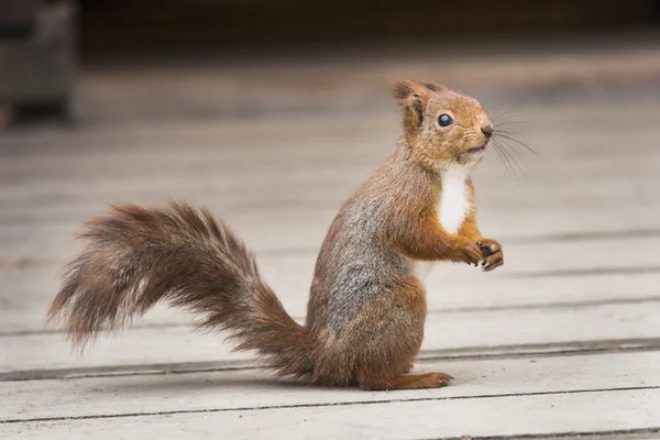 Vörös mókus állva Jogdíjmentes Stock Fotók