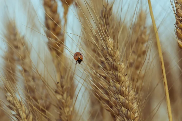 Marienkäfer im Weizenfeld. Marienkäfer — Stockfoto