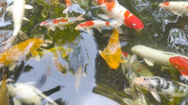 Fancy Carp 'ın gölette yüzüşünün en üst görüntüsü. Su siyahtır ve ışığın yansımasıdır. Tropikal bahçe havuzunda yüzen süslü sazan balıklarının su yüzeyini kapatın..