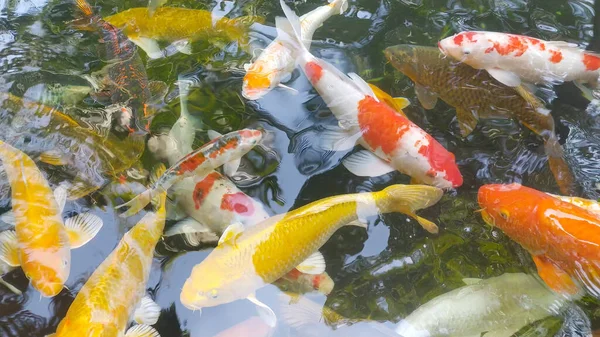 Footage Top View Fancy Carp Berenang Kolam Air Adalah Hitam — Stok Foto