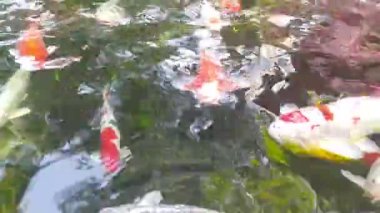 Fancy Carp 'ın gölette yüzüşünün en üst görüntüsü. Su siyahtır ve ışığın yansımasıdır. Tropikal bahçe havuzunda yüzen süslü sazan balıklarının su yüzeyini kapatın..