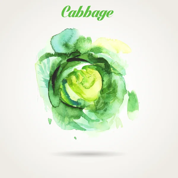 Hand drawn watercolor painting of cabbage — Stock Vector