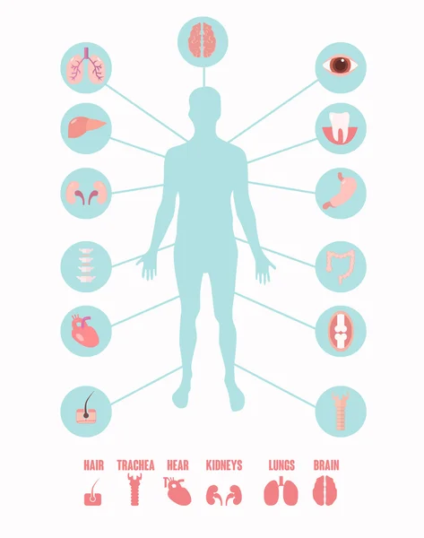 Icônes organes humains — Image vectorielle