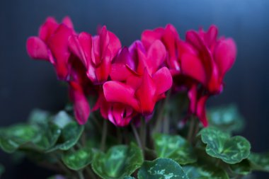 Bir çiçek tencerede izole kırmızı Siklamen 