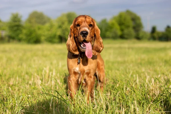 Red spaniel on the green grass — Stock Photo, Image