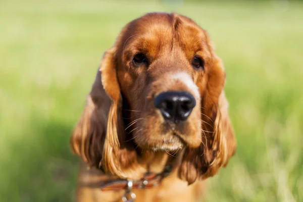 Red spaniel on the green grass — Stock Photo, Image