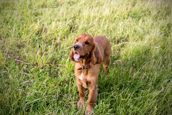 Red spaniel on the green grass — Stock Photo, Image