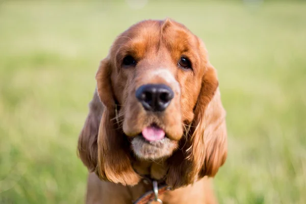 Roter Spaniel auf dem grünen Gras — Stockfoto