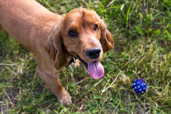 Red spaniel on the green grass — Stock Photo, Image