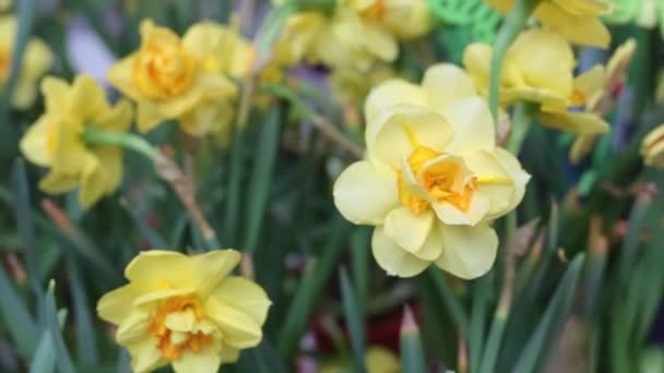 Medium close up static shallow depth of field shot of a single yellow daffodil trumpet narcissus — Stock Video