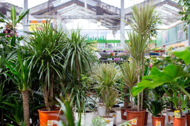 Yerel bahçe merkezinde saksıda satılan bitkiler..