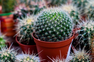 Çeşitli kaktüs bitkileri, seçici odak