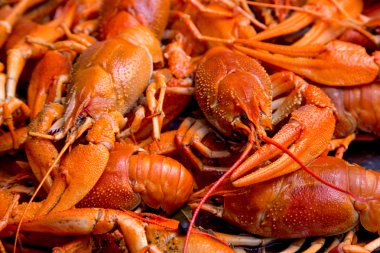 Kırmızı pişmiş kerevit demet