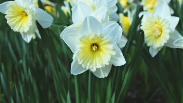 jonquilles blanches se balançant dans le vent 