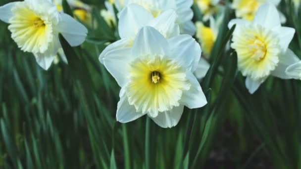 Narcisos blancos balanceándose en el viento — Vídeo de stock