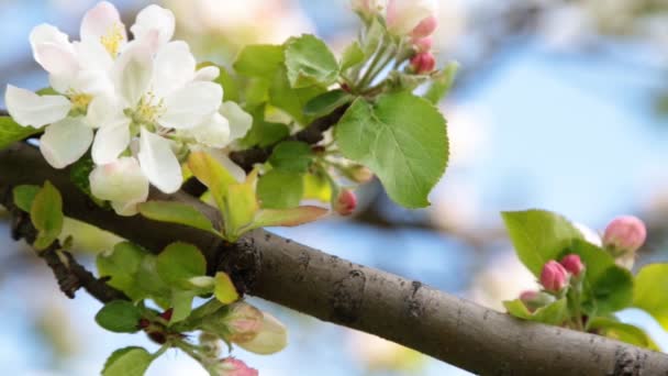 Coccinelle rampant sur la branche de l'arbre 