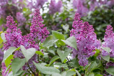 Sonra bahçede yağmur çiçek leylak çiçek ıslak