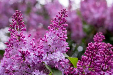 Leylak çiçeği. bokeh arka plan ile.