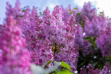 Leylak çiçeği. gökyüzü arka plan ile.