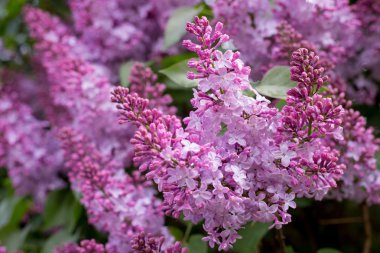 Leylak çiçeği. bokeh arka plan ile.