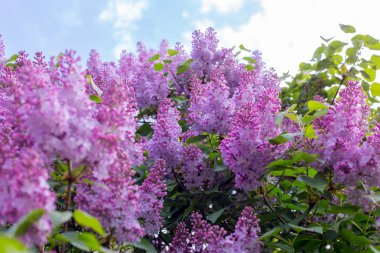 Leylak çiçeği. gökyüzü arka plan ile.