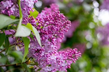 Leylak çiçeği. bokeh arka plan ile.