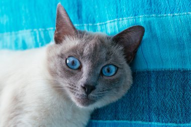 bir arka plan üzerinde mavi gözlü kedi