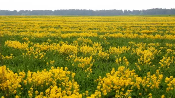 Sarı alan ve esintiyle sallanan çiçekler — Stok video