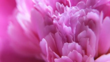 Video makro pembe Şakayık yaprakları