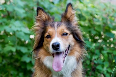 sınır collie köpek